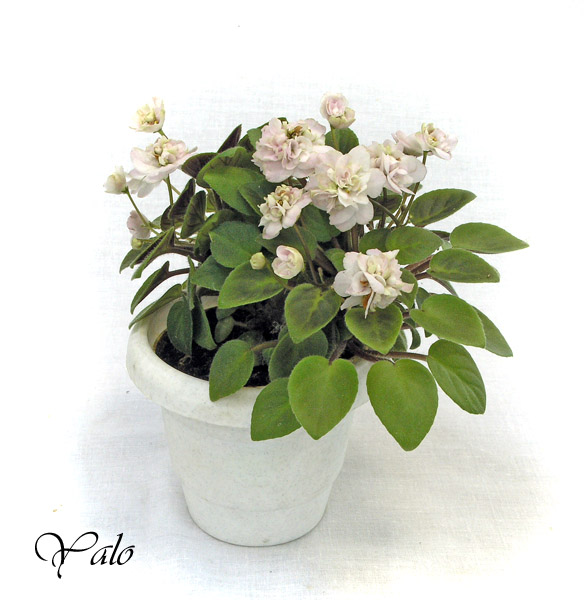 3 место – Pink Mint (S. Sorano), колл. О. Лазутина