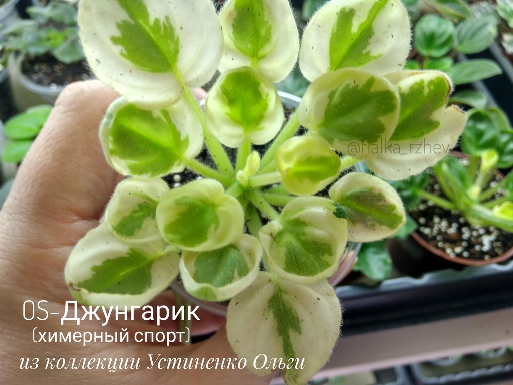 imgonline-com-ua-Resize-X5QkyME6leSCrOe.jpg
