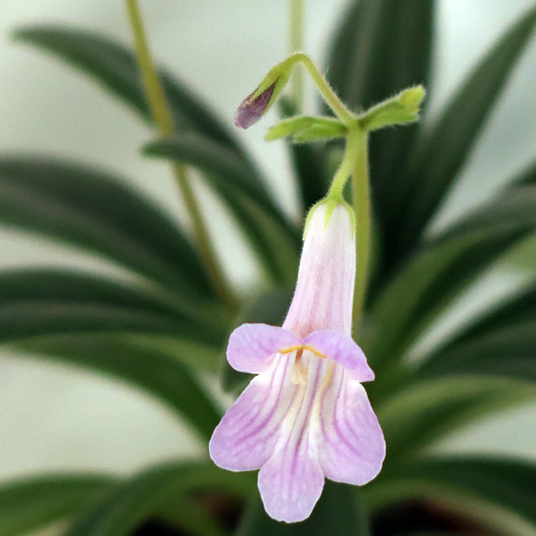 Primulina Maxtimer_3.jpg