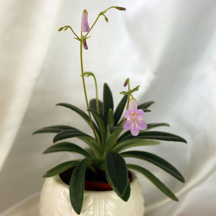 Primulina Maxtimer_2.jpg