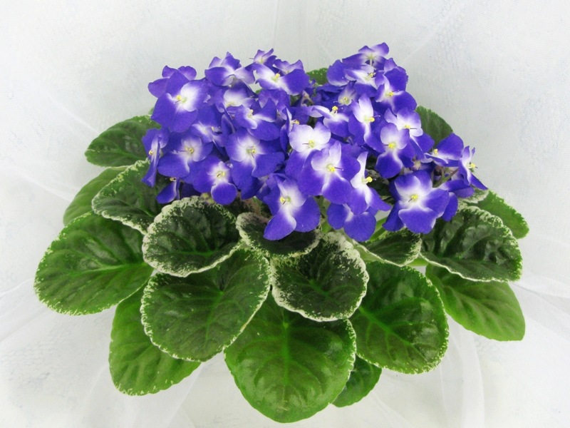 Park Avenue Blue.JPG