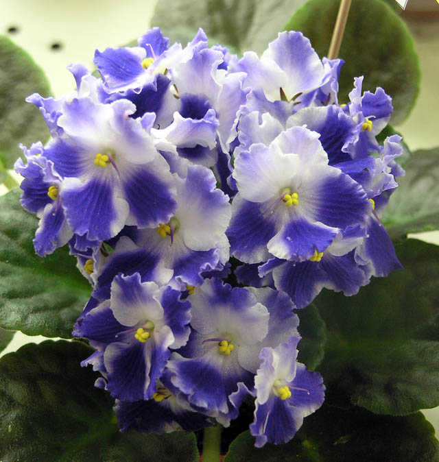 Optimara Ultraviolet