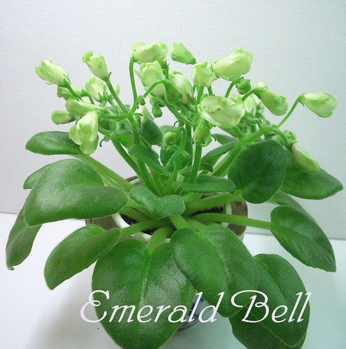 Emerald Bell.jpg