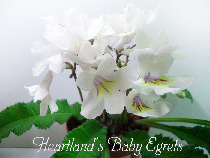 Heartland's Baby Egrets.jpg