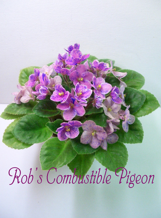 Rob's Combustible Pigeon.jpg