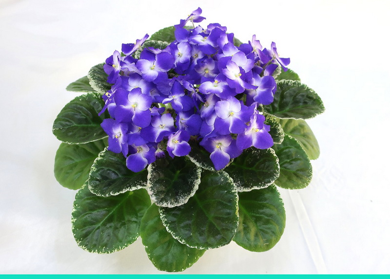 Park Avenue Blue (LLGSorano)  М.Нестерова.JPG