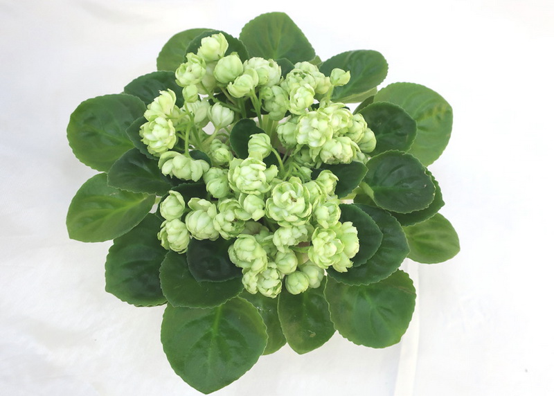 Irish Glen (D. DiCamilloLLG)  М.Нестерова.JPG