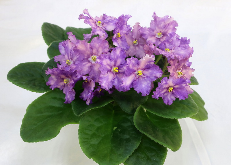 ЛЕ-Мелодия Дождя (Е.Лебецкая)  И.Данилина.JPG