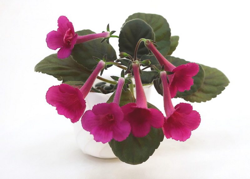 Мини-синнингия SRG s Wild Cherry (S.Saliba)  Н.Старостенко.JPG