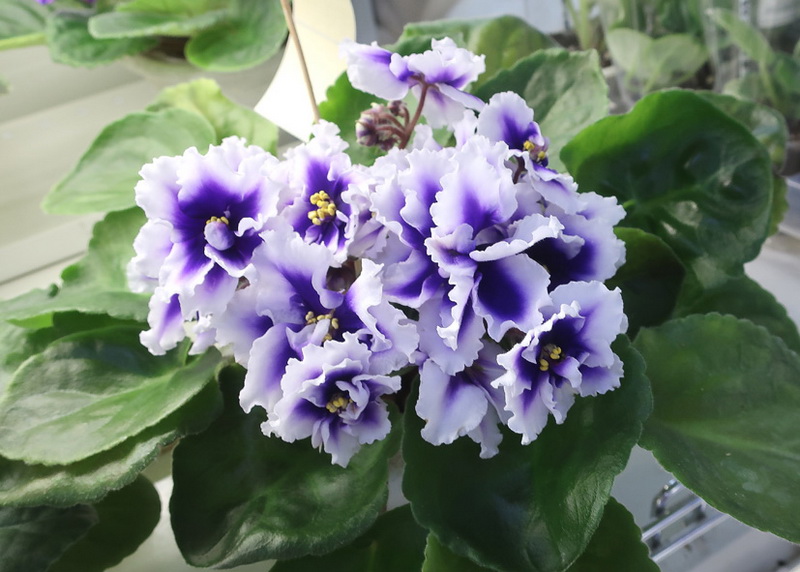 Данилина Dn-Royal Blue.JPG
