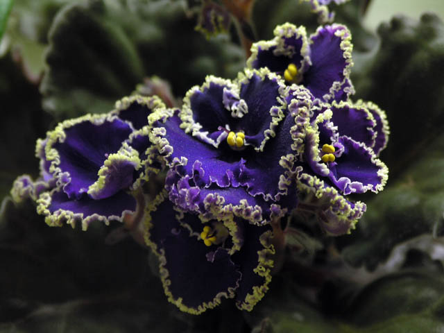 Purple Lace
