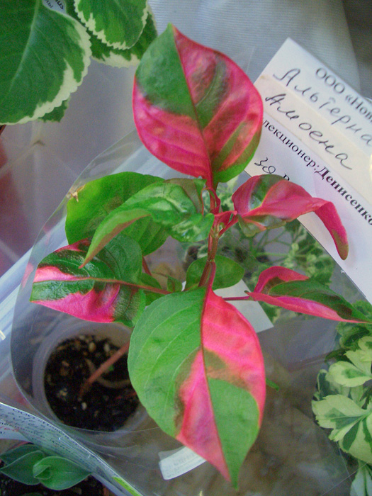 Alternanthera amoena.jpg