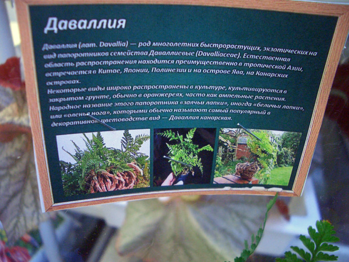 Даваллия (3).jpg