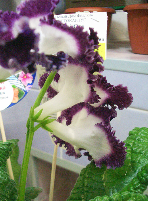 CIMG0759.jpg