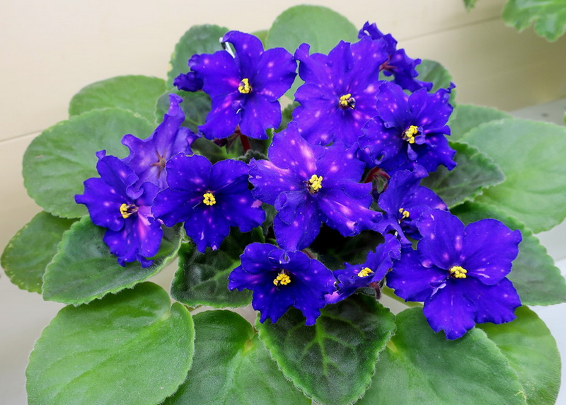 Данилина ЕЛ-Загадка.JPG