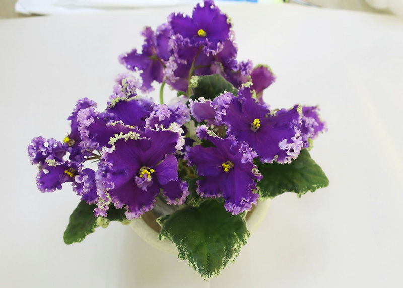 Копейкина РС-Ловелас.JPG