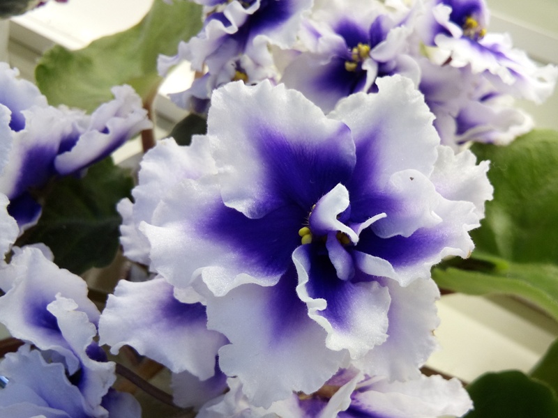 Данилина Dn-Royal Blue.jpg