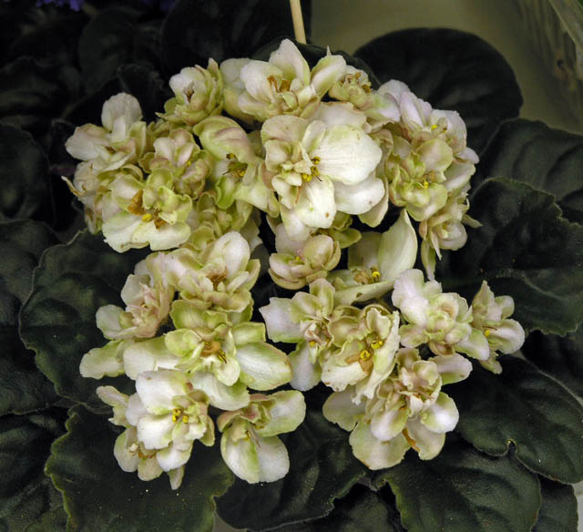 Heartland's Lime Sherbet
