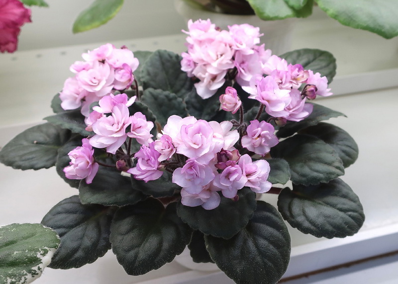 Ивашкина полумини Ness' Satin Rose.JPG