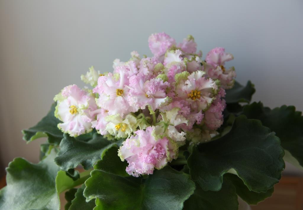 НД-Розовая Скумпия