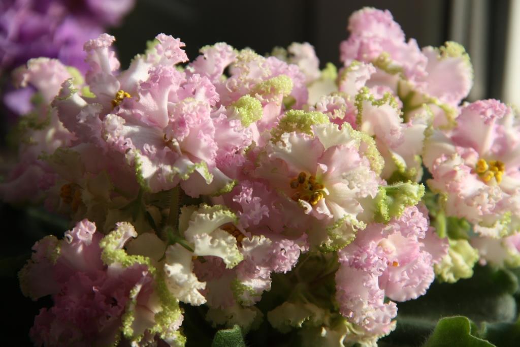 НД-Розовая Скумпия