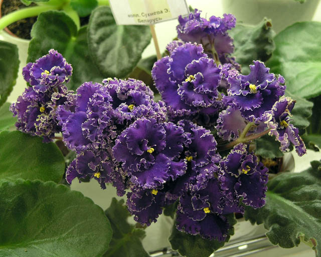 Purple Lace