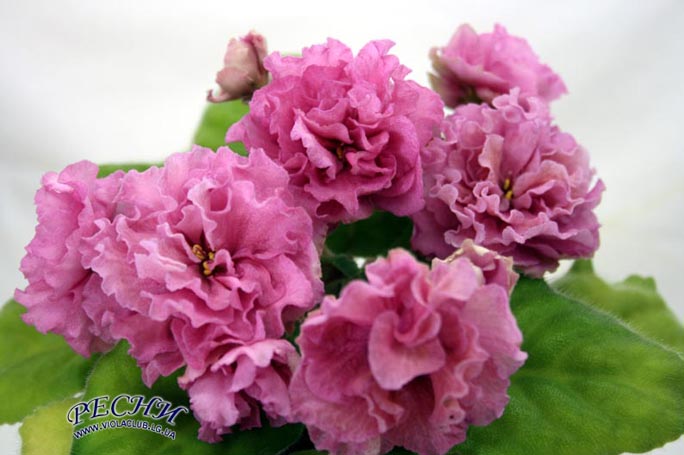 IMG_4857копирование.jpg