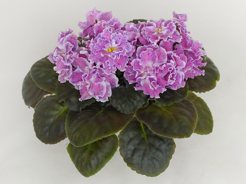 ЛЕ-Розмари.jpg