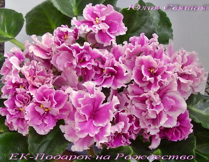 ЕК-Подарок на Рождество (Коршунова)