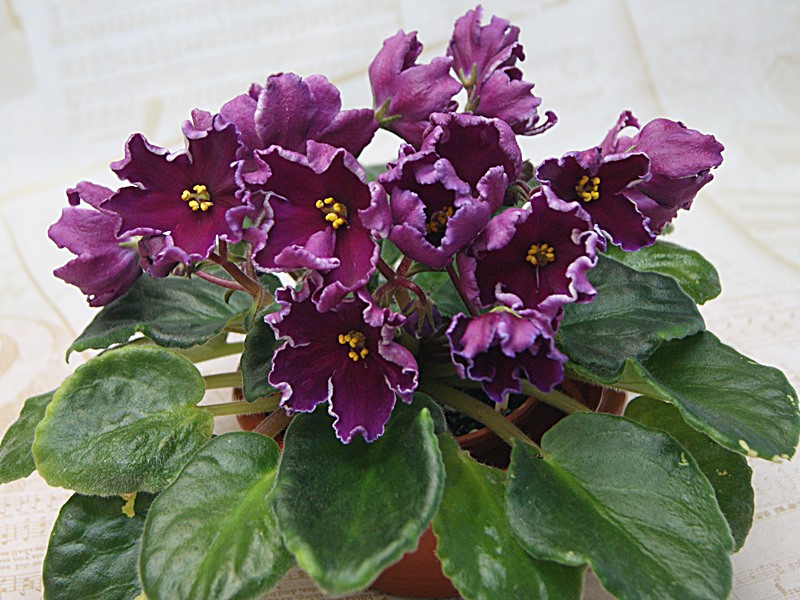 ЛЕ-Рита.JPG