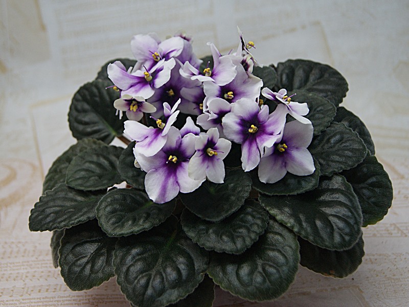 Humako Purple Cloud.JPG