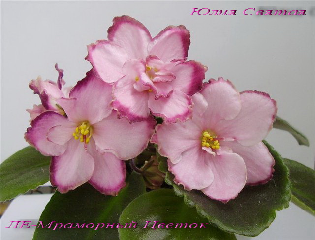 ЛЕ-Мраморный Цветок (Лебецкая)