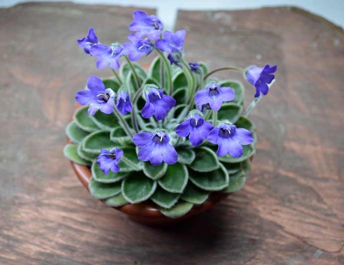 Petrocosmea sericea