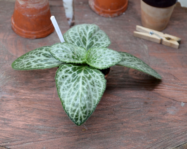 p.  liboensis white vien form