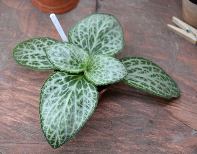 liboensis white vien form