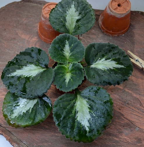 Brassicoides Marble Leaf
