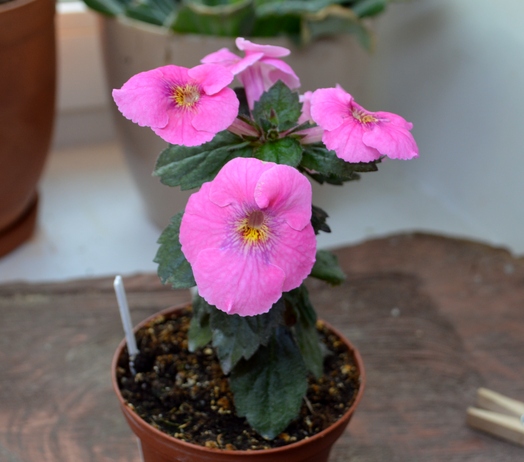 Ахименес Arletta Pink