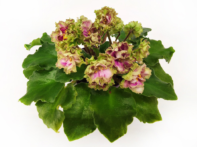 Allegro Pink Pistachio.jpg