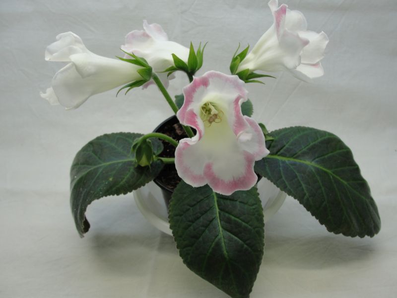 Rosalinda.jpg