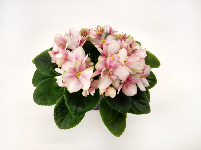 Hunter's Sweet Sakura.jpg