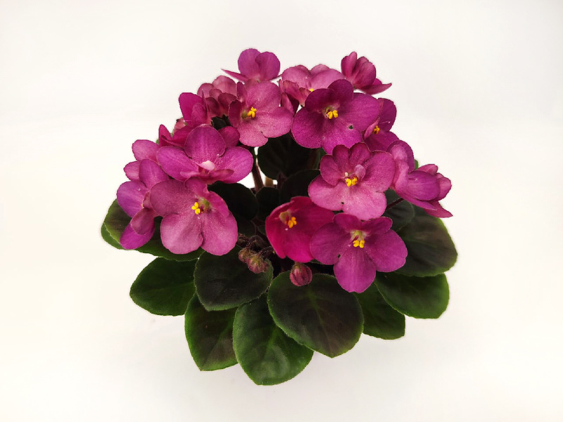 Wesley's Rocky Rose.jpg