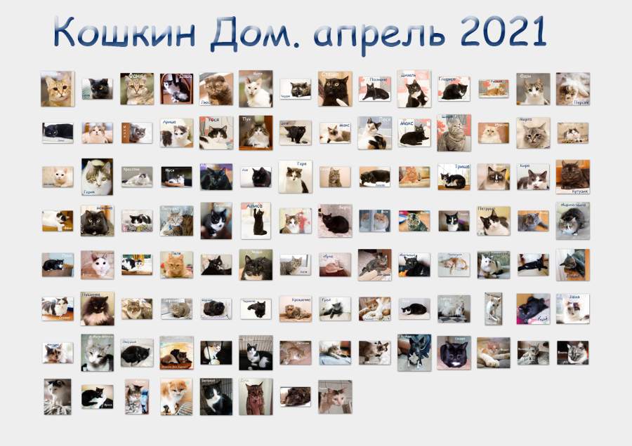 Приют Кошкин дом.jpg
