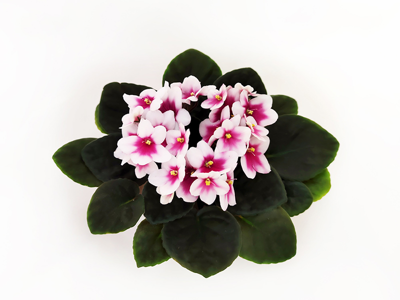 1.Optimara myDesire (M. Holtkamp)  Л.Пак.jpg
