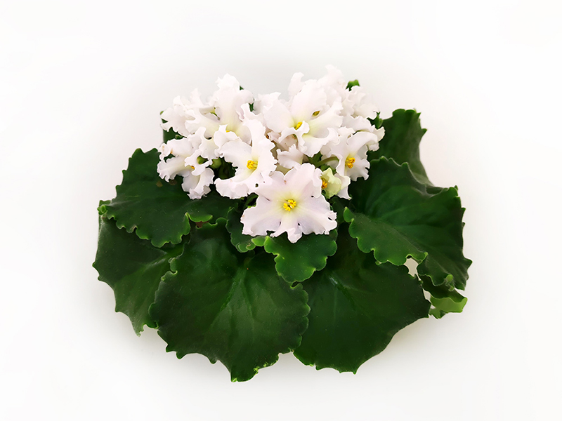 3.ЕК-Лимонный Зефир  О.Кособокова.jpg