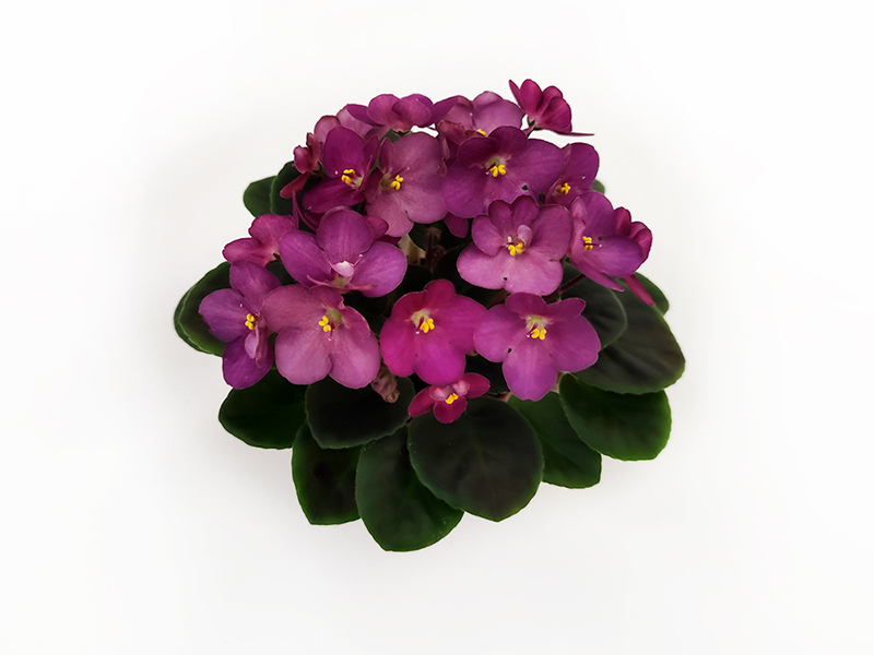 1.Wesley's Rocky Rose (W.Carter)  Е.Галицкая.jpg