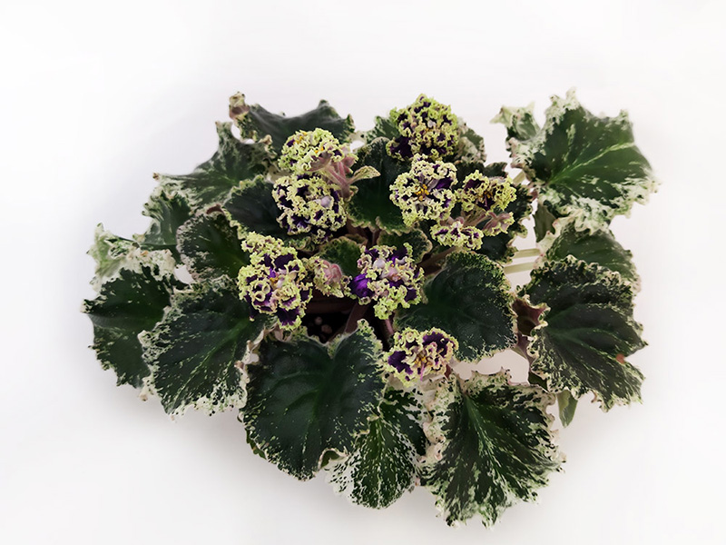 1.Buckeye Ballerina (P. Hancock) - спорт  Л.Пак.jpg