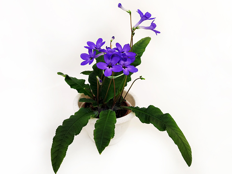 3.Haru No Mizu (T.Okuto)  Н.Дорофеев.jpg