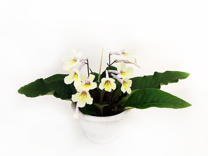 1.Bristol's Zesty Lemon (R.Robinson)  Н.Дорофеев.jpg