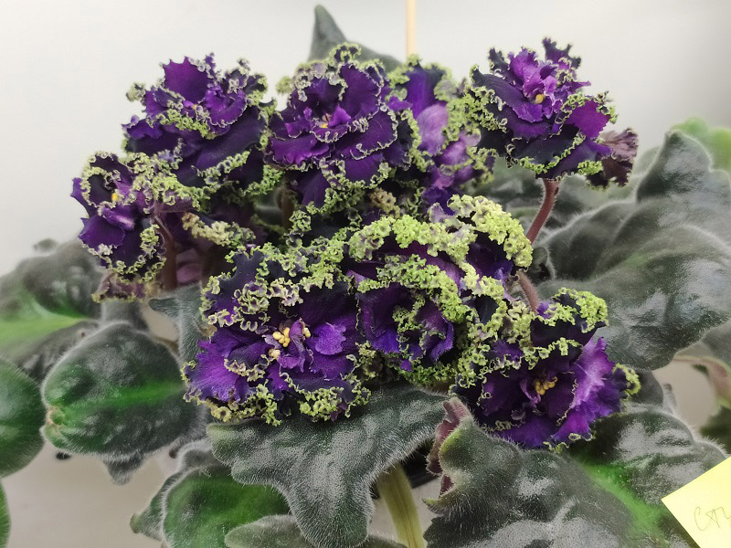 Purple Passion.jpg