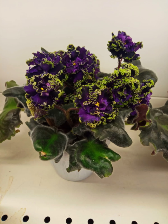 Purple Passion